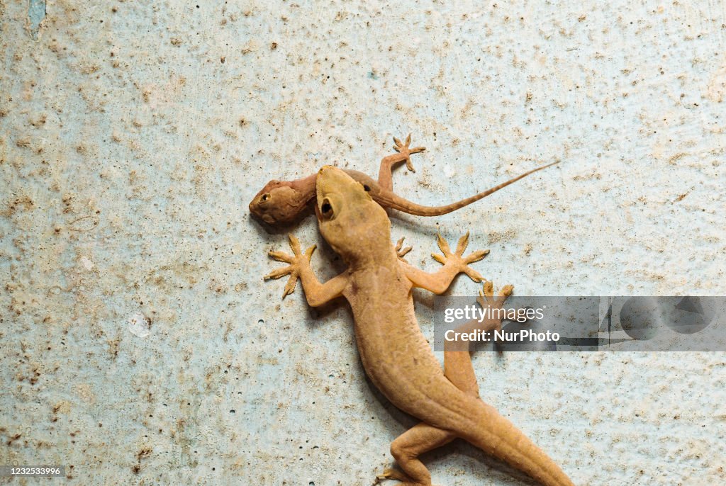 An Asian house gecko also known as the common house gecko is eating... News Photo - Getty Images An Asian house gecko also known as the common house gecko is eating... News Photo - Getty Images