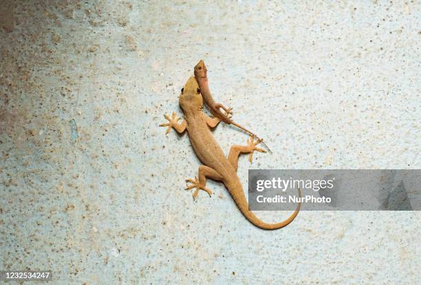 An Asian house gecko also known as the common house gecko is eating its own species baby house gecko on the wall in at Tehatta, West Bengal, India on...