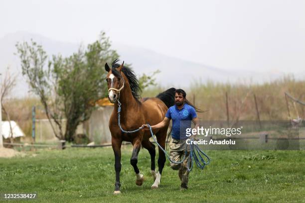 Dareshuri horse, raised by Qashqai Turks is seen at a farm in Semirom district of Isfahan, Iran on April 23, 2021. The price of noble Kashkay horses...