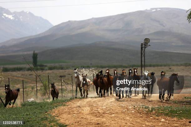 Dareshuri horses, raised by Qashqai Turks are seen at a farm in Semirom district of Isfahan, Iran on April 23, 2021. The price of noble Kashkay...