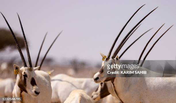 Arabian oryx graze in al-Wusta wildlife reserve for environmental conservation in the Omani desert capital of Haima in the central governorate of...