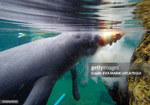 Manatee is bottle-fed in a recovery pool at the David A. Straz, Jr., Manatee Critical Care Center at ZooTampa at Lowry Park in Tampa, Florida on...