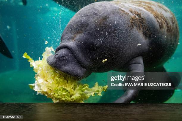 Manatee eats in a recovery pool at the David A. Straz, Jr., Manatee Critical Care Center in ZooTampa at Lowry Park in Tampa, Florida, on January 19,...