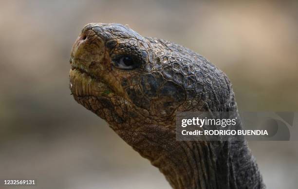 Giant tortoise is seen at a breeding centre of Galapagos National Park in Puerto Ayora, Santa Cruz Island, in the Galapagos Islands, some 900 km off...