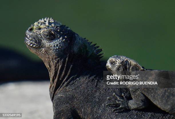 Marine iguanas bask in the sun at Galapagos National Park in Puerto Ayora, Santa Cruz Island, in the Galapagos Islands, some 900 km off the coast of...