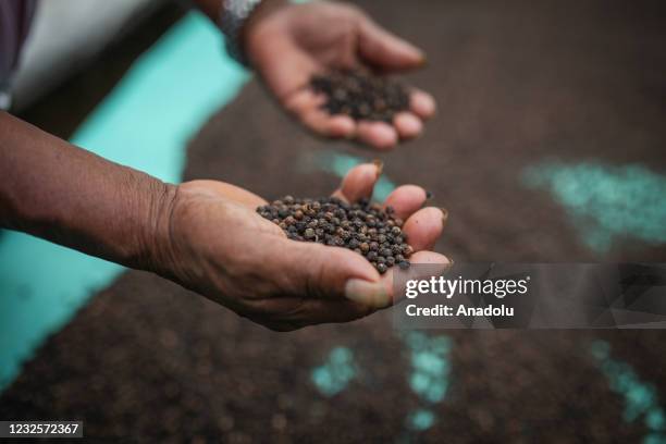 Farmers work in their black-red-pepper farm at the Valle del Guamuez, Putumayo, Colombia on April 28, 2021. According to expert tasters, chefs from...