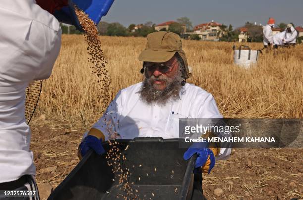 Ultra-Orthodox Jews harvest wheat in a field near the Israeli city of Modiin on April 28 which will be kept in long-term storage before being used to...