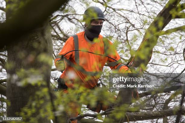 An ecologist working on behalf of HS2 Ltd examines a tree in ancient woodland at Jones Hill Wood for evidence of bat activity on 28th April 2021 in...