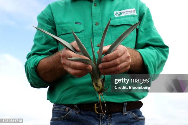 Blue agave plant is arranged at a plantation, operated by Prospect Agriculture and owned by Top Shelf International, in the Whitsundays, Queensland,...