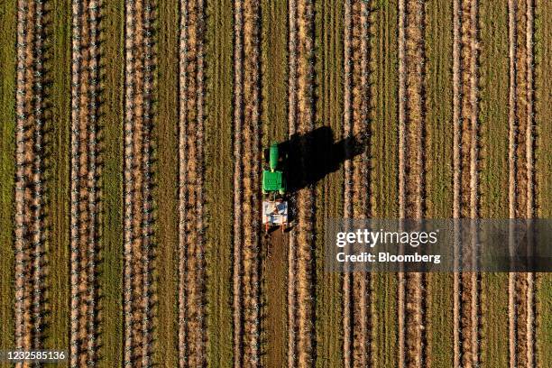 Tractor operates at a blue agave plantation, operated by Prospect Agriculture and owned by Top Shelf International, in the Whitsundays, Queensland,...