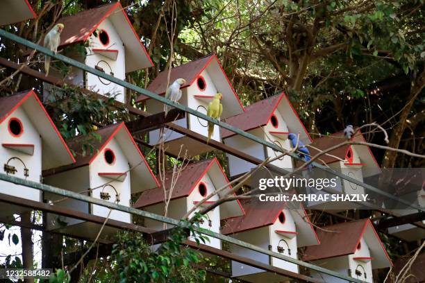 Parrots are perched in front of birdhouses at Marshall Nature Reserve in the Sudanese capital Khartoum on April 28, 2021.