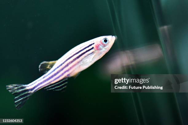 Zebra danio, or zebrafish, swims in a tank in a research institute in Wuhan in central China&#039;s Hubei province Thursday, April 22, 2021.