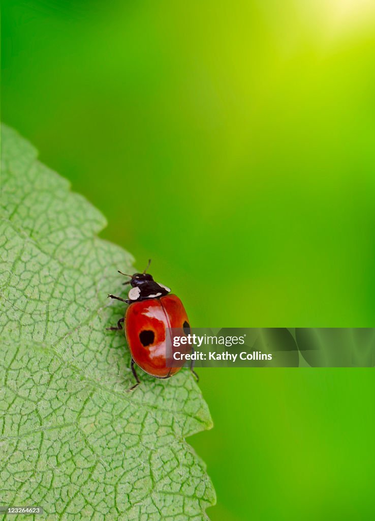 Ladybird climbing up fresh green  leaf