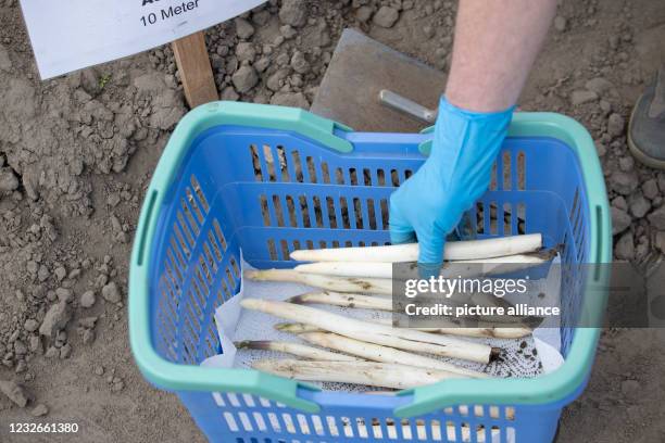 May 2021, North Rhine-Westphalia, Werne: Asparagus is placed in a basket. Private individuals can rent a ten-meter-long piece of asparagus ridge for...