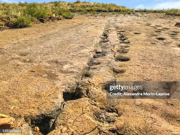 ankylosaurus dinosaur footprints in the rocks in the wide toro toro national park valley in potosi / bolivia - dinosauri foto e immagini stock