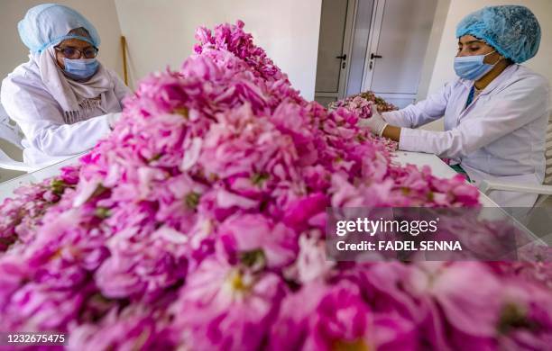 Workers sort roses in a house in the city of Kelaat Mgouna in Morocco's central Tinghir Province in the Atlas Mountains on April 26, 2021. - The...