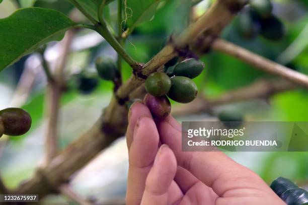 Maria Elena Guerra touches coffee beans at a plantation of the Lava Java organic coffee farm on Santa Cruz Island, in the Galapagos archipelago,...