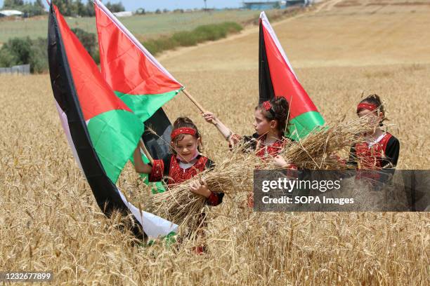 Palestinian girls carry bundles of wheat along with Palestinian flags during the wheat harvest season in Gaza. The Palestinians inaugurate the wheat...