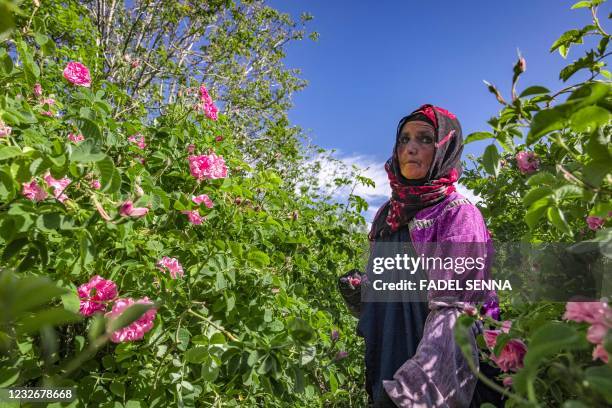 Worker harvests roses in a field by the city of Kelaat Mgouna in Morocco's central Tinghir Province in the Atlas Mountains on April 26, 2021. - The...