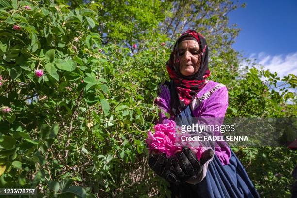 Worker harvests roses in a field by the city of Kelaat Mgouna in Morocco's central Tinghir Province in the Atlas Mountains on April 26, 2021. - The...