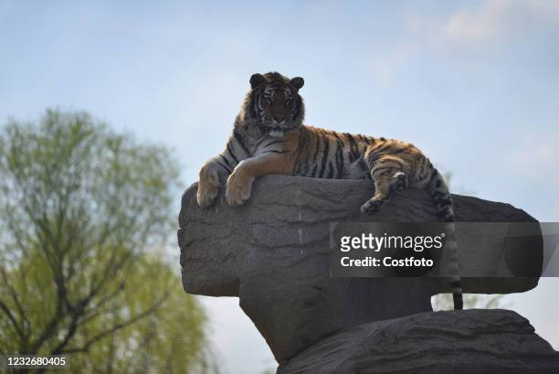 5,254 Giant Tiger Photos and Premium High Res Pictures - Getty Images