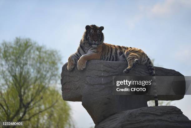 5,254 Giant Tiger Photos and Premium High Res Pictures - Getty Images 5,254 Giant Tiger Photos and Premium High Res Pictures - Getty Images