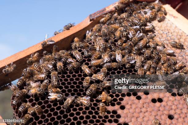 This picture taken on April 20, 2021 shows bees on a honeycomb at an apiary in the New South Wales town of Somersby. - Australian apiarists are...