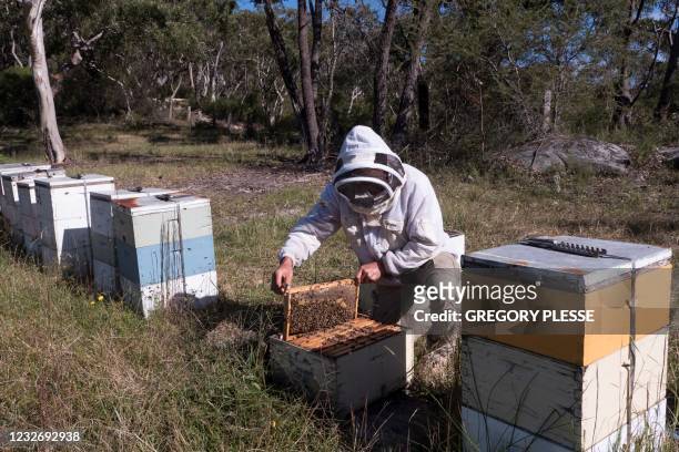 This picture taken on April 20, 2021 shows beekeeper Sven Stephan processing honeycombs at an apiary in the New South Wales town of Somersby. -...