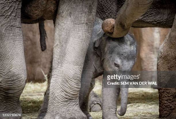Newborn elephant cub is pictured at the Rotterdam Zoo on May 5, 2021. - Netherlands OUT / Netherlands OUT