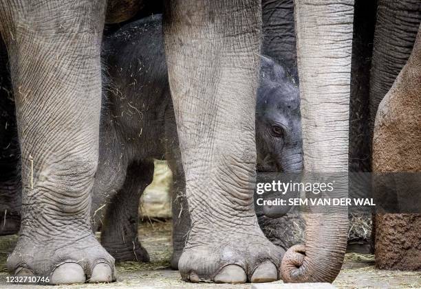 Newborn elephant cub is pictured at the Rotterdam Zoo on May 5, 2021. - Netherlands OUT / Netherlands OUT