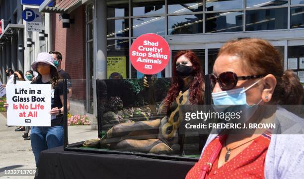 Pedestrian in facemask walks past a PETA protest where actress and activist Meggan Anderson, after spending five hours getting her body painted as a...