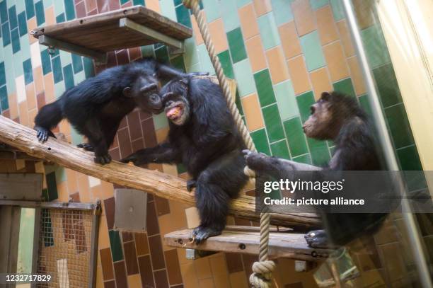 Chimp In House Chimpanzee House Photos and Premium High Res Pictures - Getty Images