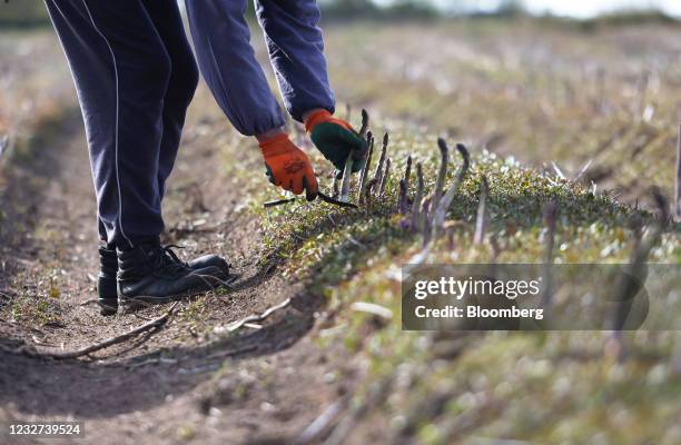 Farm worker harvests asparagus from a field at a farm near Sandwich, U.K, on Thursday, May 6, 2021. Migrant workers have left the U.K. In their tens...