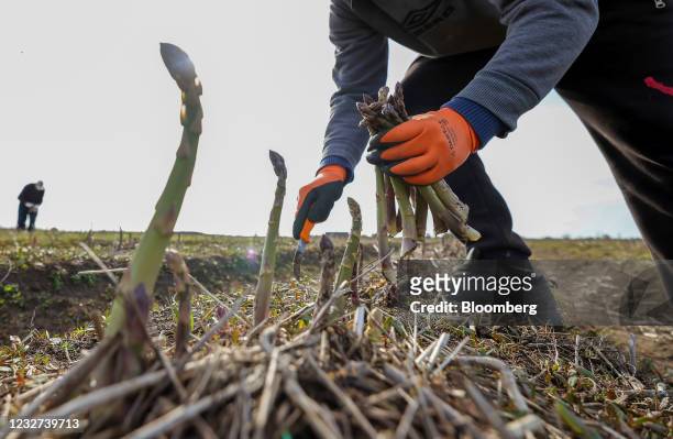 Farm worker harvests asparagus from a field at a farm near Sandwich, U.K, on Thursday, May 6, 2021. Migrant workers have left the U.K. In their tens...