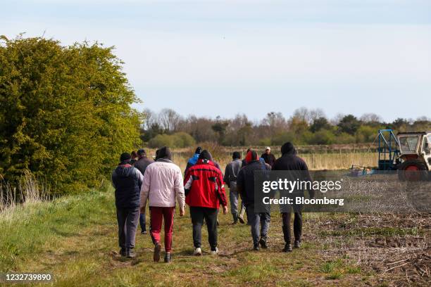 Farm workers walk beside a field on a break from cutting asparagus at a farm near Sandwich, U.K, on Thursday, May 6, 2021. Migrant workers have left...