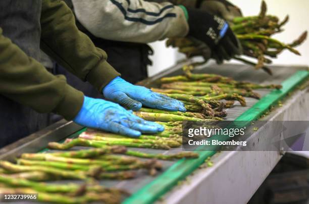 Farm workers sort through freshly cut asparagus in a packing room at a farm in Minster near Ramsgate, U.K, on Thursday, May 6, 2021. Migrant workers...
