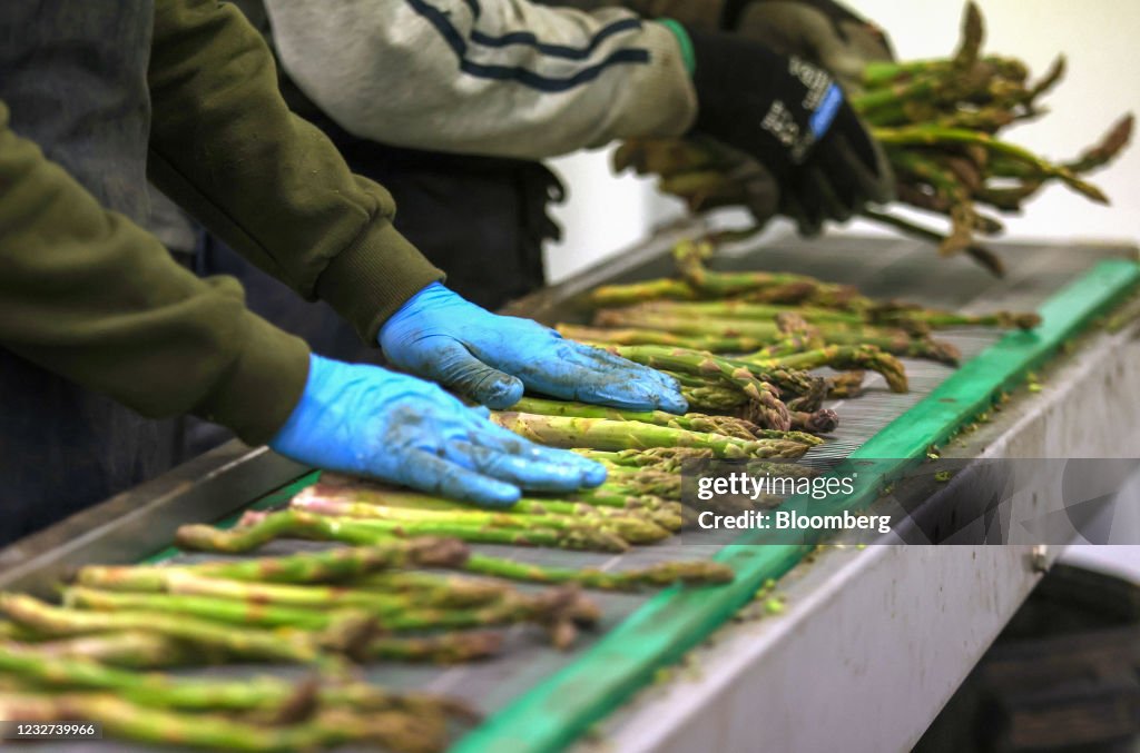Migrant Workers Harvest Asparagus
