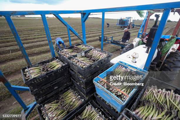 Crates of asparagus on a tractor after being harvested by farm workers at a farm near Sandwich, U.K, on Thursday, May 6, 2021. Migrant workers have...