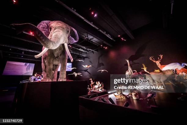 This picture shows animals presentations at the Naturalis Biodiversity Center, a national museum of natural history and research center on...