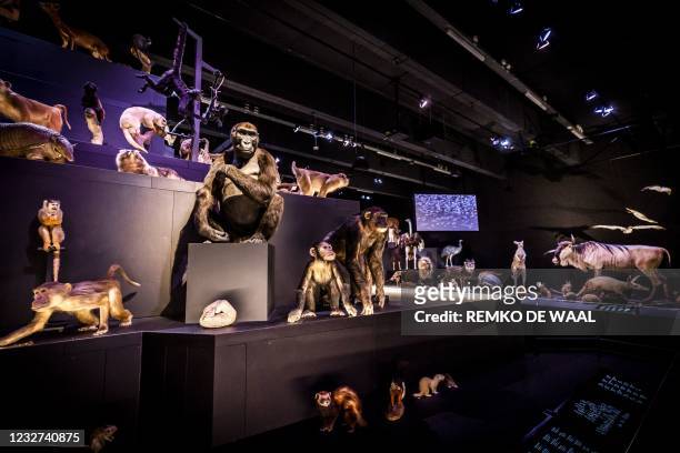 This picture shows animals presentations at the Naturalis Biodiversity Center, a national museum of natural history and research center on...
