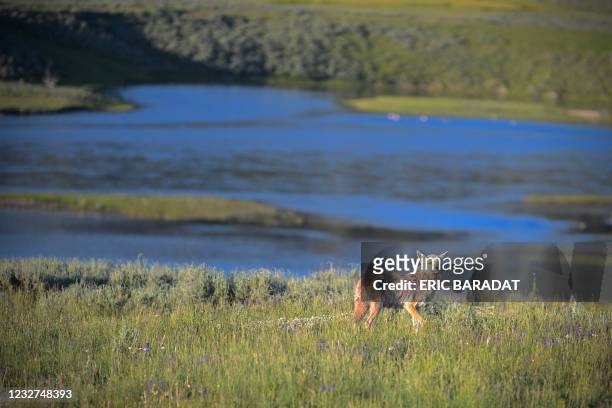 Coyote is seen walking in the prairie at sunset in the Yellowstone National Park, Wyoming, on July 9, 2020.