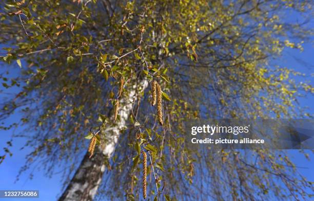 May 2021, Bavaria, Pfronten: Birch pollen hanging from a birch tree under a blue sky and sunshine. With the expected summer weather from Sunday, 9...