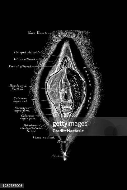 weibliches fortpflanzungsorgan - intimzone stock-grafiken, -clipart, -cartoons und -symbole