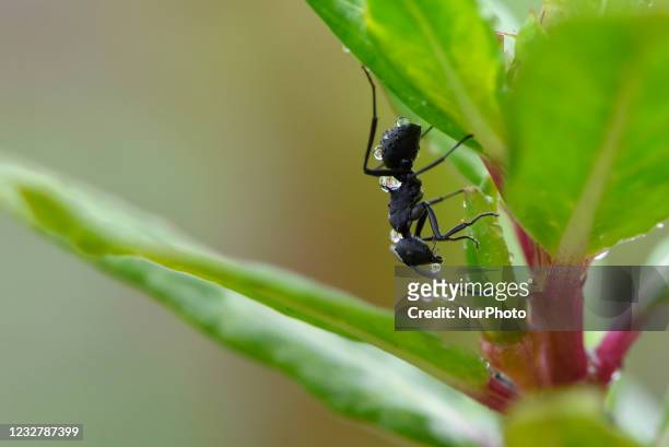 Black garden ant eats an insect at Kirtipur, Kathmandu, Nepal on Sunday, May 09, 2021.