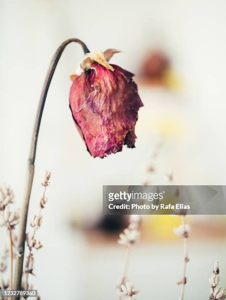 withered flower - fiori appassiti foto e immagini stock