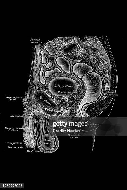male pelvis section/reproductive organ - male reproductive anatomy stock illustrations