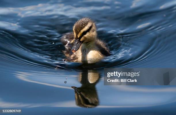 Ducklings swim in the Capitol Reflecting Pool on Thursday, May 6, 2021.