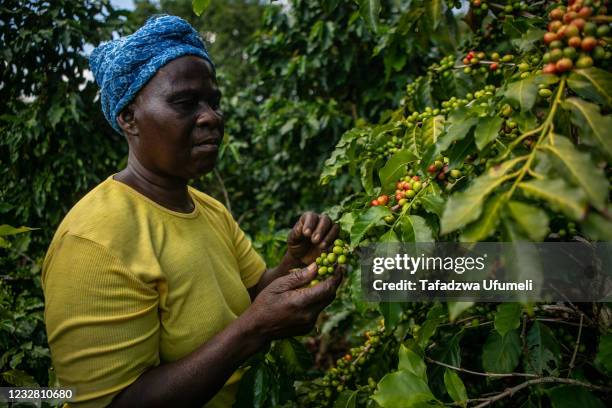 Agriculture Zimbabwe Photos and Premium High Res Pictures - Getty Images