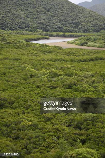 Photo taken May 11 in Amami on Amami-Oshima Island in Kagoshima Prefecture shows a mangrove forest. A UNESCO advisory panel recommended the previous...