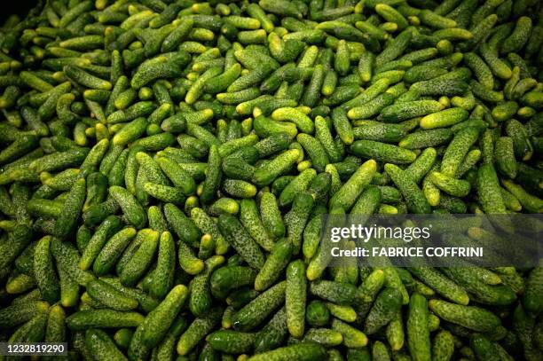 Gherkins are seen a at processing line during a visit of Swiss President at Reitzel pickle company on May 11, 2021 in Aigle, western Switzerland,...